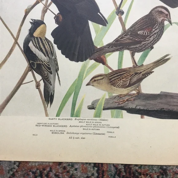 Antique 1913 Blackbird Original Print black bird - Picture 9 of 16